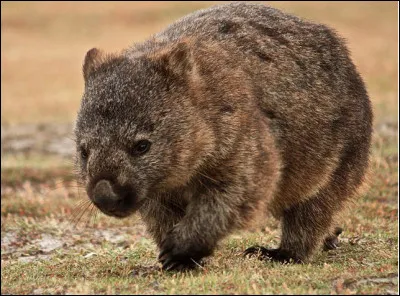 Quel est ce marsupial fouineur, une boule de poils qui passe la majorit&eacute; de son temps &agrave; dormir ?