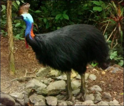 Quel est ce grand oiseau coureur, incapable de voler avec un casque qui surplombe sa t&ecirc;te ?