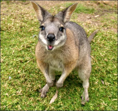 Quel est ce petit marsupial cousin du kangourou qui se d&eacute;place par petit bonds ?