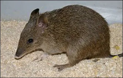 Quel est ce minuscule marsupial de quelques centaines de grammes, animal herbivore qui coure tr&egrave;s vite ?