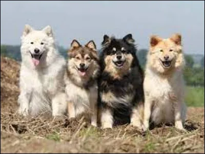 Quelle est la race de ces quatre chiens ?