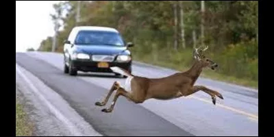 Quel genre d'automobiliste penses-tu être ?