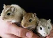 Test Souris, gerbille, rat - Suite du test ''Quel animal de compagnie est fait pour toi ?''
