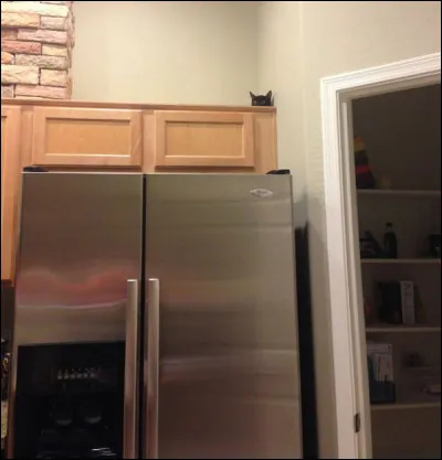 Quelle est la couleur du pelage de ce gros pépère ?