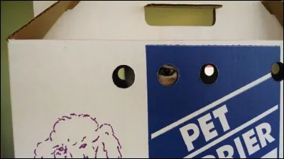 Y a-t-il un chat dans la boîte ?