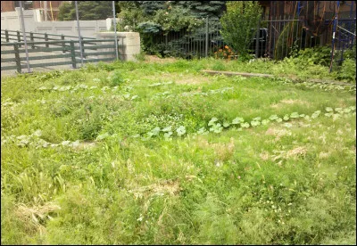 Quelle est la couleur du museau du chat ?