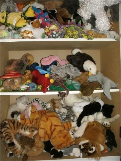 Quelle est la couleur du chaton ?