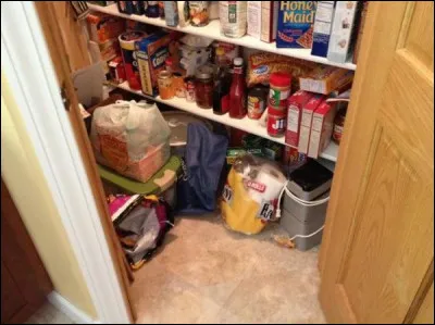 Où se trouve le petit félin domestique ?