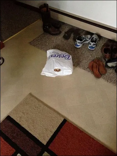 Quelle est la partie du chat que lon peut voir ?