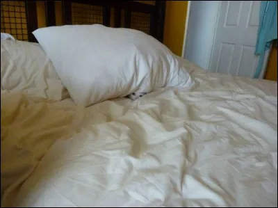 Où se trouve le matou ?