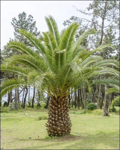 En Europe, le meilleur site d'observation, regroupant des télescopes et astronomes de toutes les nationalités de notre continent, est certainement le Roque de los Muchachos, situé en Espagne. Où se trouve-t-il précisément ?
