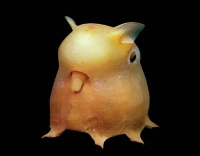 Ah, enfin une créature qui ressemble à un jouet, ça change non ?