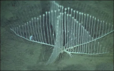 A quoi associez-vous cette bizarre créature ?