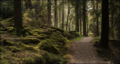 À quel poète français de la Pléiade doit-on le sonnet "Comme un qui s'est perdu dans la forêt profonde" ?
