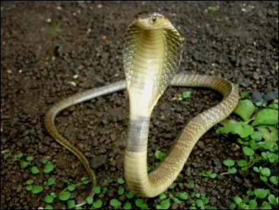 Quel est le nom de cette race de serpent ?