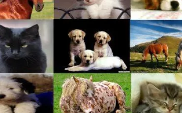 Quiz Animaux