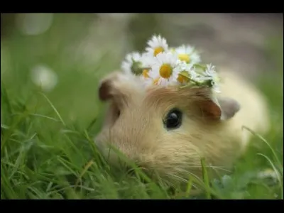 Quel serait ton animal ?