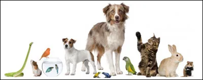 As-tu un animal de compagnie ?