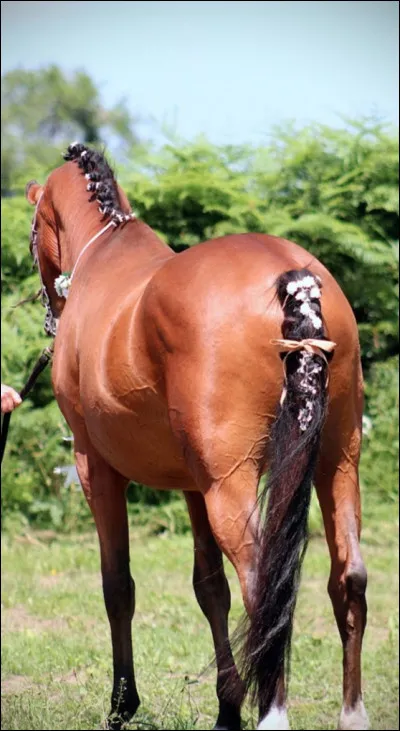 Comment est la robe de ce cheval ?