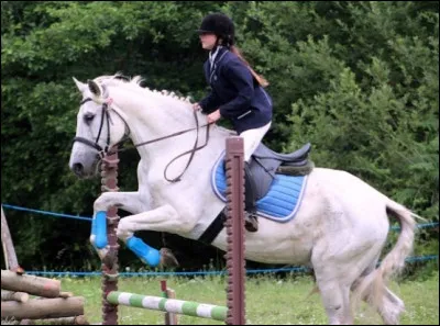 Quelle est la robe de ce cheval ?