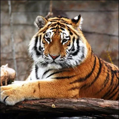 Quel cri ne peut &ecirc;tre pouss&eacute; que par une minorit&eacute; de f&eacute;lins, dont les tigres, en raison d�un os hyo&iuml;de peu ossifi&eacute; ?