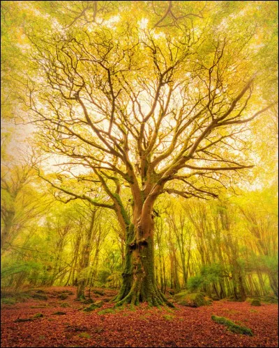Quel arbre pr&eacute;f&egrave;res-tu ?