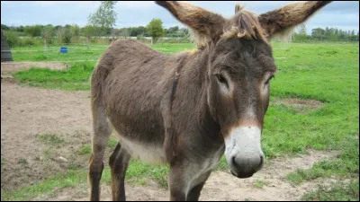 Avant son élection, quel académicien a dit à un journaliste, "Si je suis élu je serai immortel... et si je ne le suis pas, je n'en mourrai pas" ?