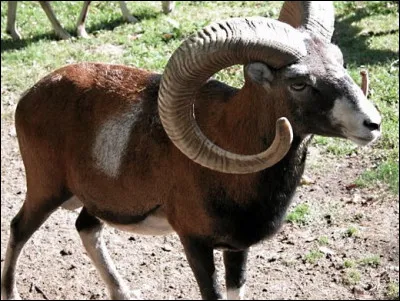 Dans un four, quel nom porte la partie réfractaire dans laquelle sont disposés les produits à traiter