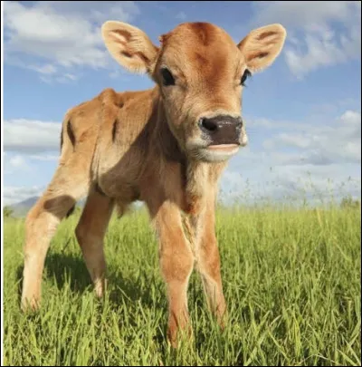 Quel est ce veau dont la race est destinée à la production de viande ?