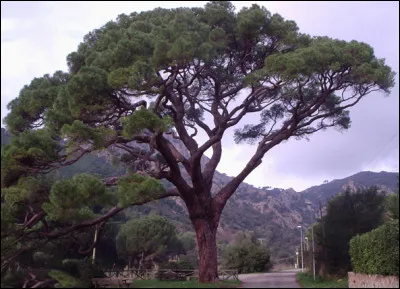 Quelle est cette espèce de conifère présent dans le bassin méditerranéen ?