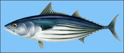 Quelle est cette espèce de thon la plus pêchée au monde au ventre argenté et rayé ?