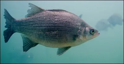 Quelle est cette variété de bar ?