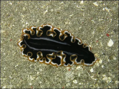 Quel est ce ver, une créature marine parasite qui mesure quatre centimètres en moyenne ?