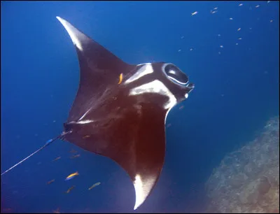 Quel est ce poisson qui peut atteindre sept mètres d'envergure et peser jusqu'à deux tonnes ?