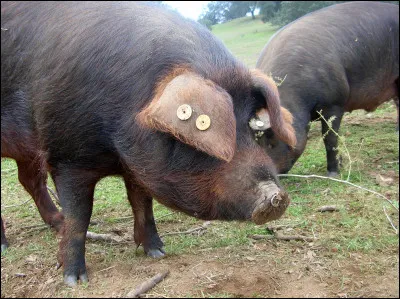 Quelle est cette race de porc espagnol ?