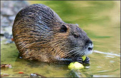 Quel est ce rongeur, excellent nageur avec une grosse tête et deux incisives jaunes puissantes ?