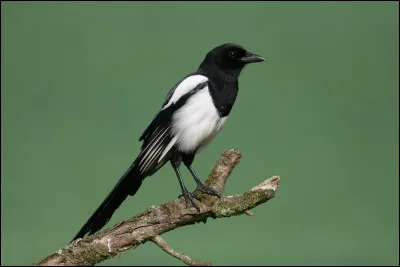Quel est cet oiseau au plumage noir et blanc très répandu en Europe ?