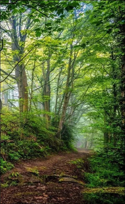 Aimes-tu te promener en for&ecirc;t ou dans la nature ?