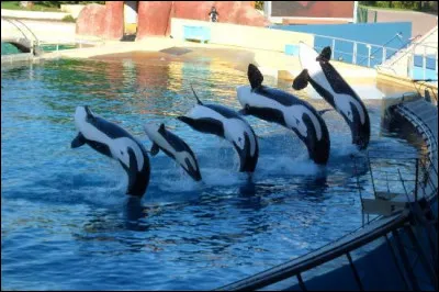 Marineland, c'est le seul parc aquatique français à présenter des orques ! Où est-il ?