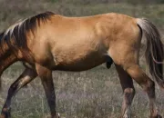 Quiz Connais-tu bien le cheval ?