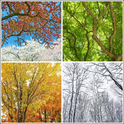 Les quatre saisons qui rythment une année ont-elles exactement la même durée ?