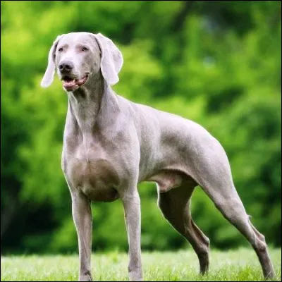 Quel chien d�arr&ecirc;t &agrave; la robe grise ou beige descendrait de la meute royale de Louis IX ?