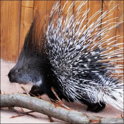 Quel &eacute;crivain congolais est l�auteur du roman "M&eacute;moires de porc-&eacute;pic" ?