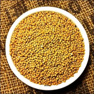 Quelle plante, aussi appel&eacute;e s&eacute;nev&eacute;, fournit des graines utilis&eacute;es pour pr&eacute;parer des condiments ?