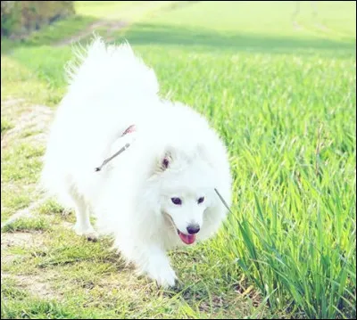 Quel est le nom du chien de Mary ?