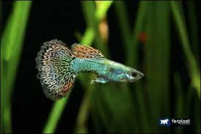 Comment se nomme ce poisson ?