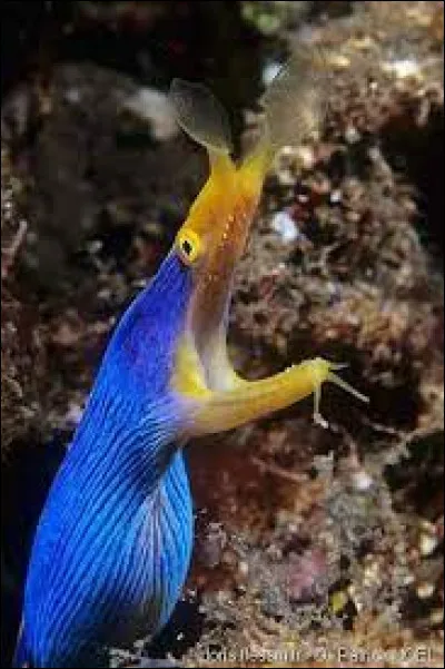 Comment se nomme ce poisson ?