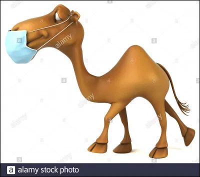 Qui a réalisé le film "Il est plus facile pour un chameau..." ?