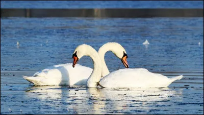 Qui Zeus séduit-il en se transformant en cygne ?