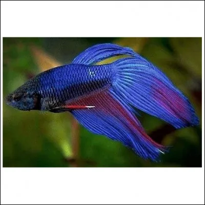 O&ugrave; et quand a &eacute;t&eacute; d&eacute;couvert le combattant ?